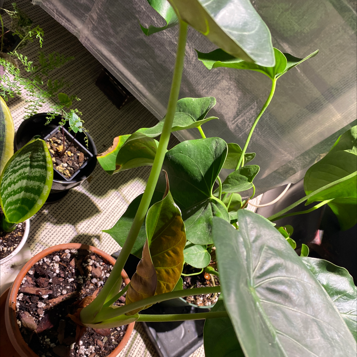 New Guinea Shield plant with large green leaves, some browning, in a pot indoors.