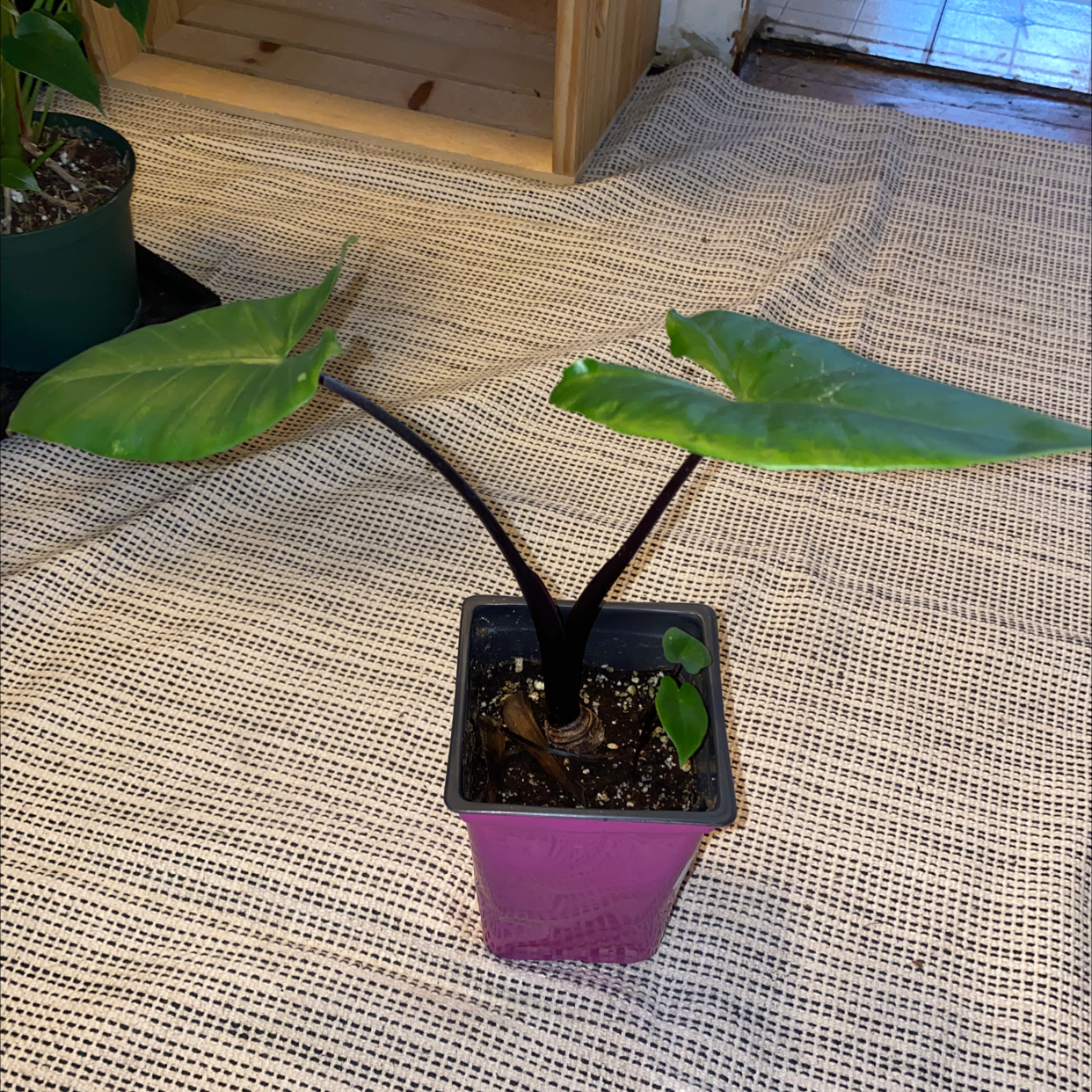 Potted Giant Taro plant with three large leaves on a textured surface indoors.