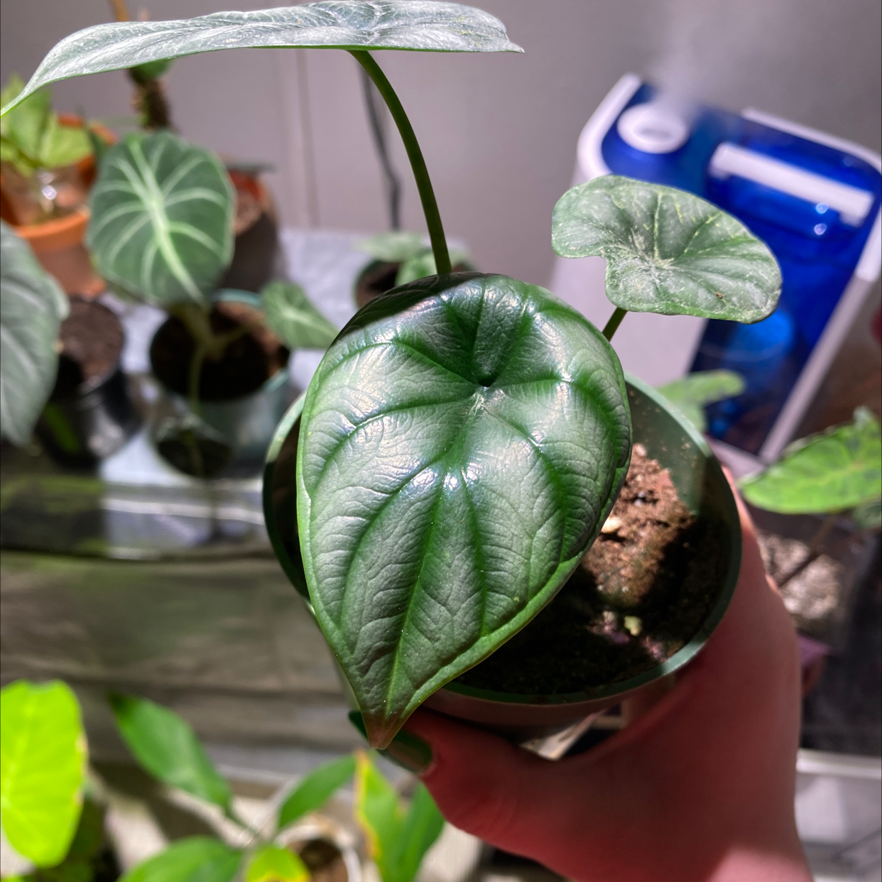 Alocasia 'Dragon Scale' plant with vibrant, textured leaves held by a hand.