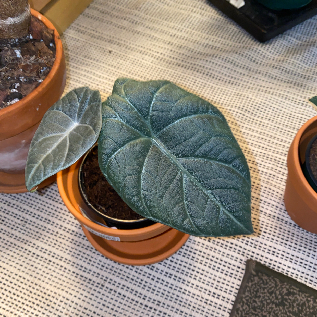Potted Alocasia 'Maharani' plant with healthy leaves.