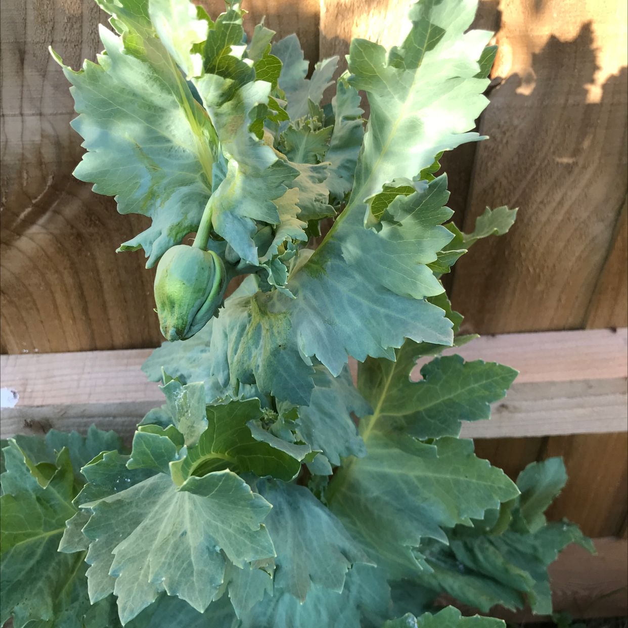 😴 How and When Should I Cut Back My Opium Poppy?