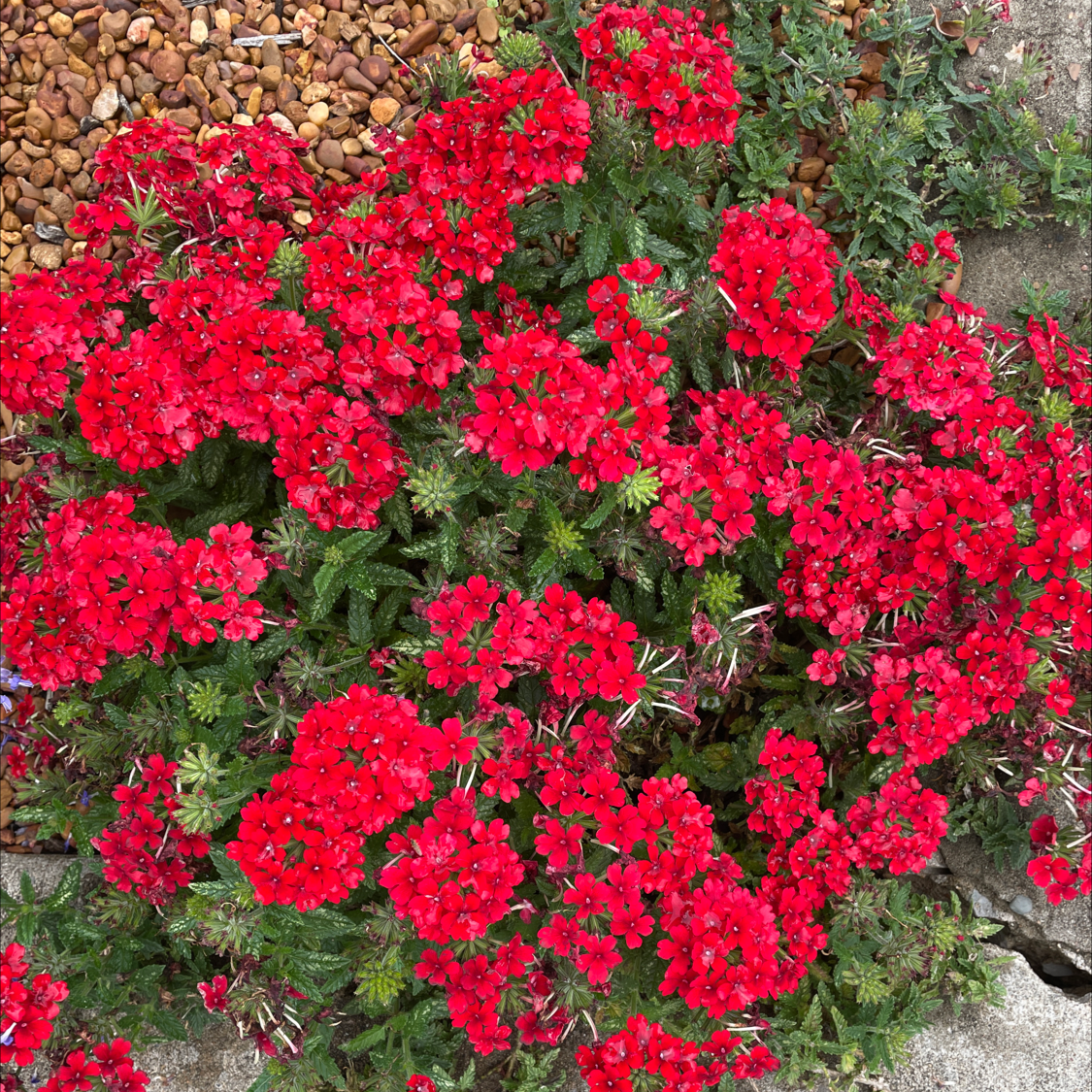 Sweet William plant photo by Sadi named Your plant on Greg, the plant care app.