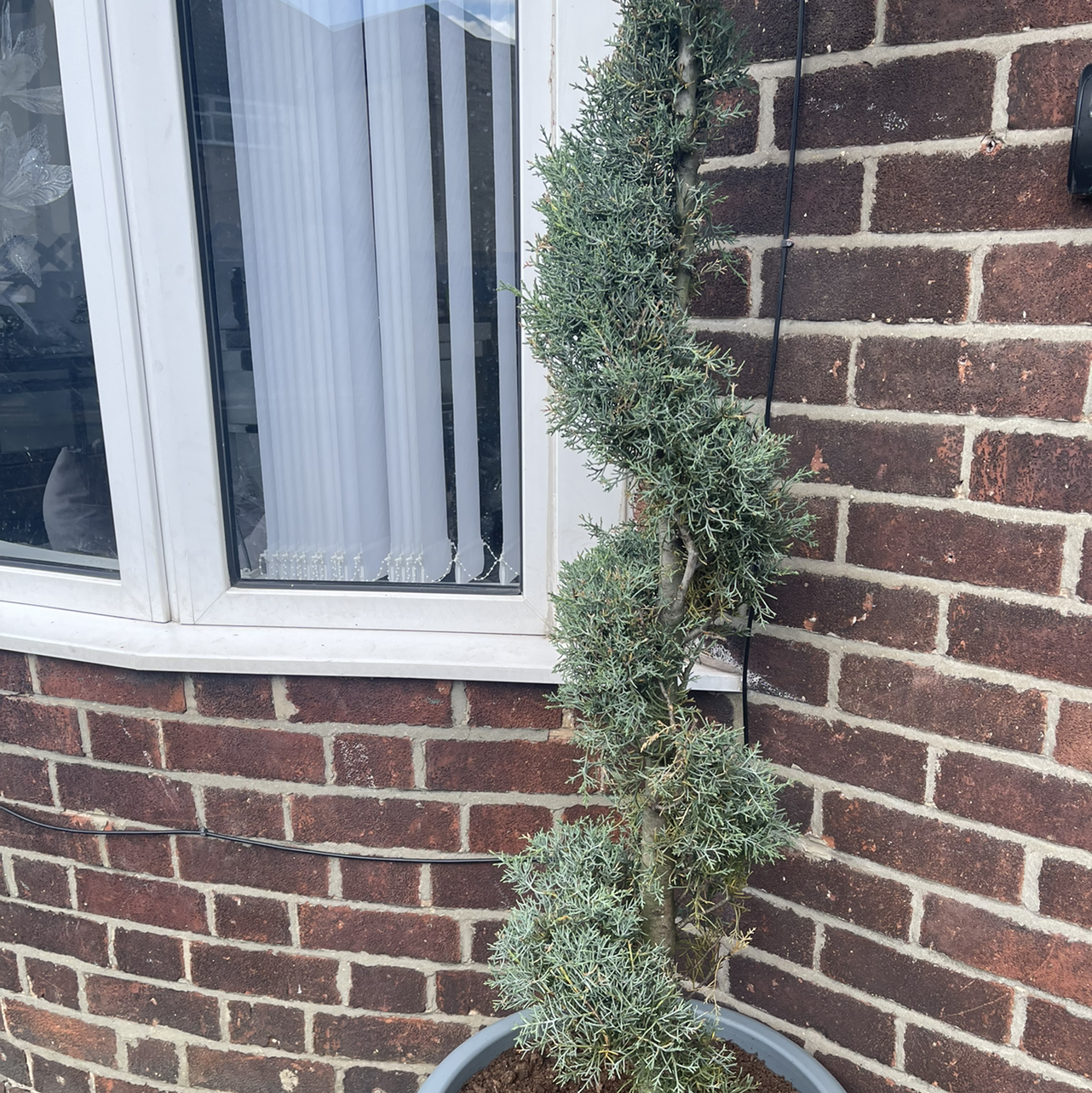 Mediterranean Cypress plant pruned into a spiral shape in a pot against a brick wall.