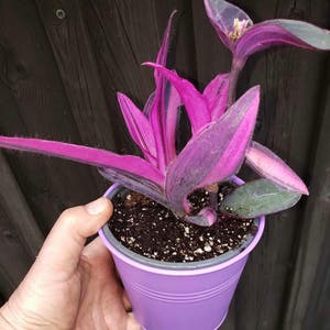 Purple Heart plant photo by @peacelali named Tradescantia pallida variegata on Greg, the plant care app.