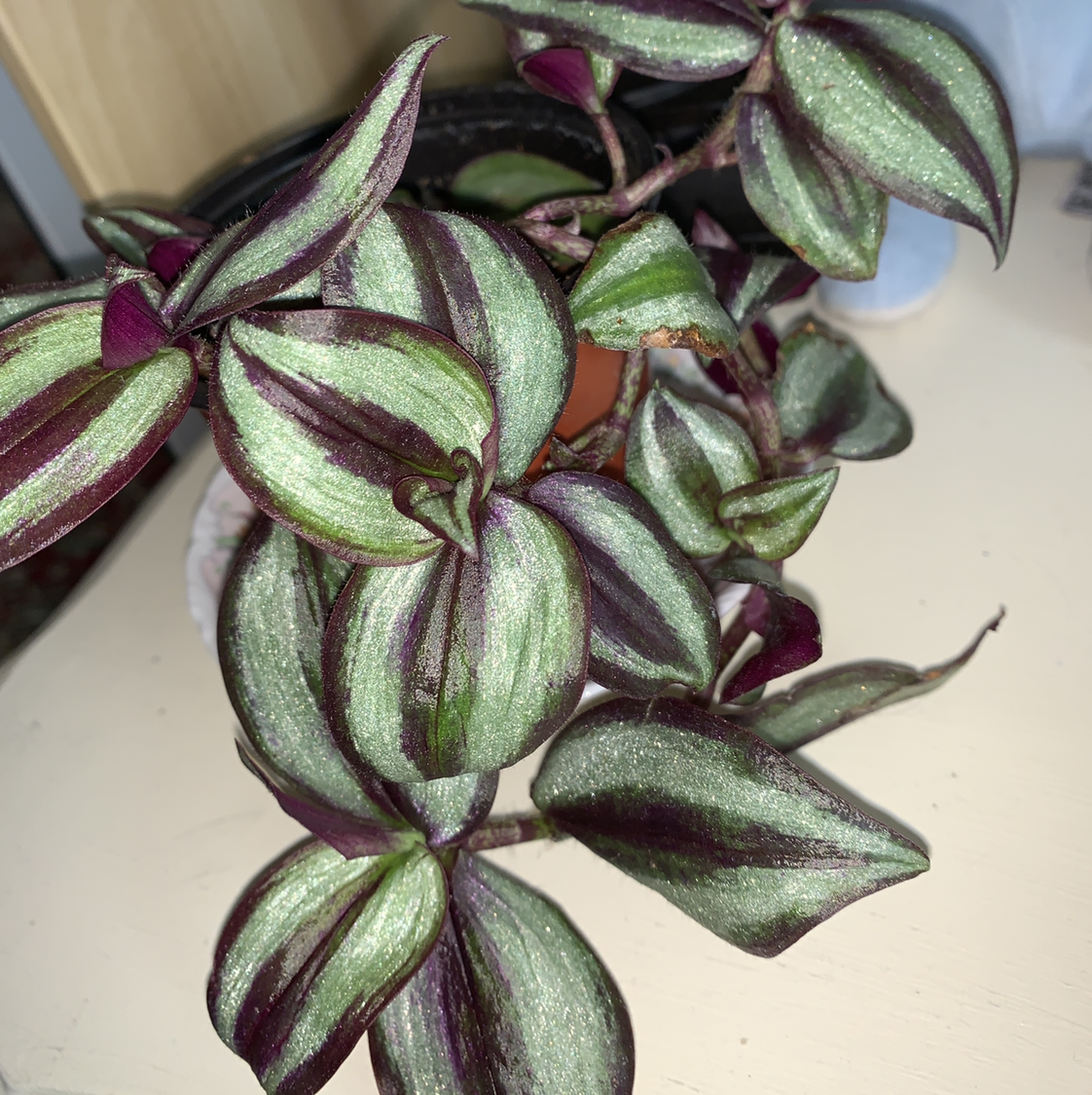Spiderwort plant photo by @peacelali named Tradescantia zebrina on Greg, the plant care app.