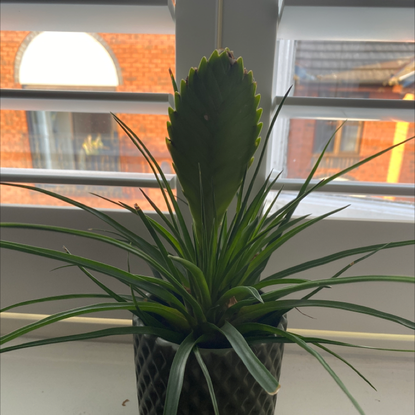 Photo of the plant species Pink Quill Plant by @Craigs4040 named Fother mucker on Greg, the plant care app