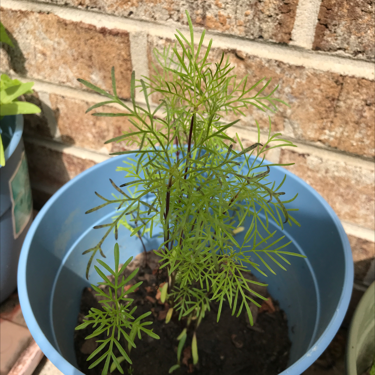 Garden Cosmos plant photo by @Sunrose365 named Cosmos on Greg, the plant care app.