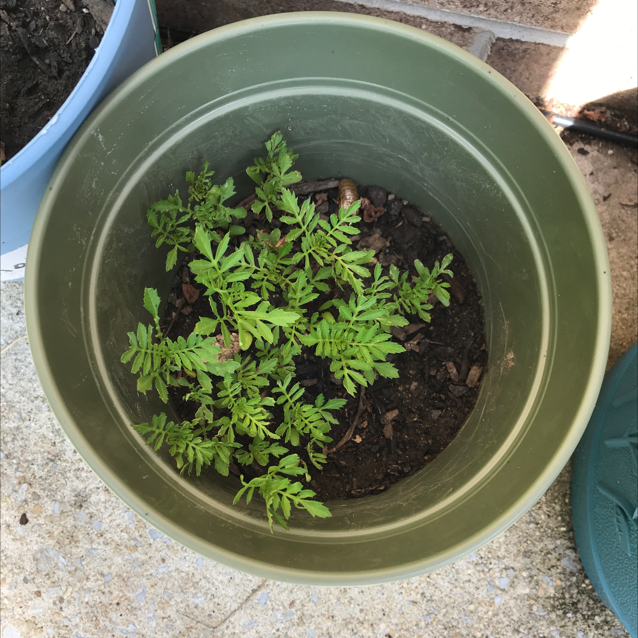 African Marigold plant photo by @Sunrose365 named Marigolds on Greg, the plant care app.