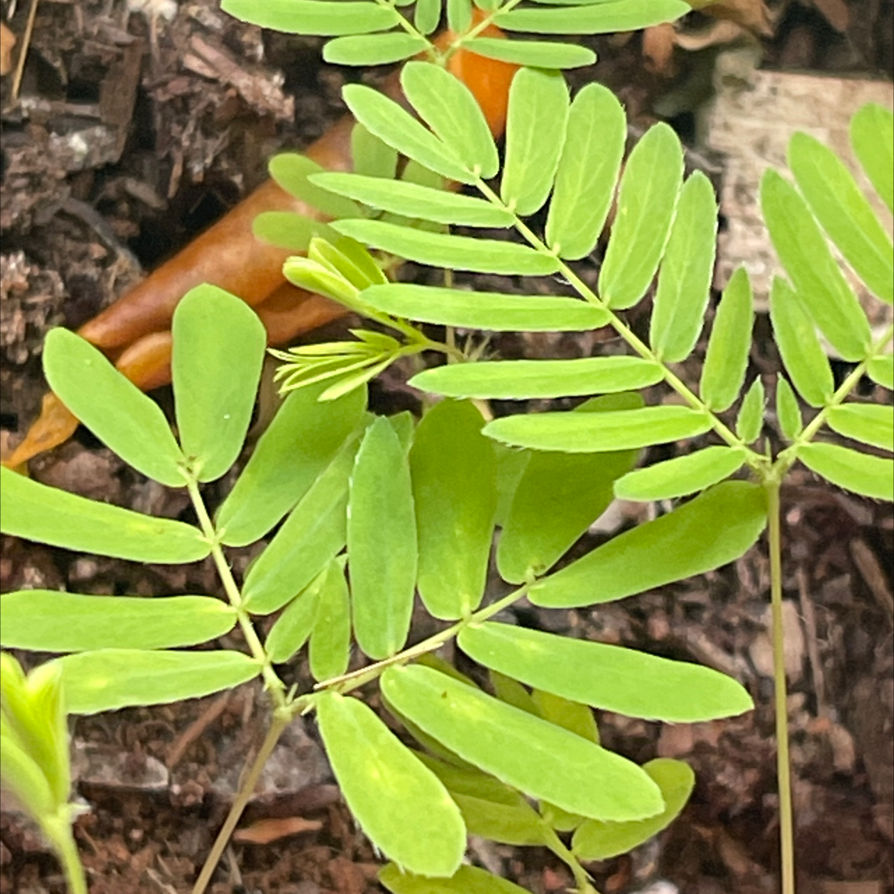 Sensitive Plant plant photo by @natarii named dòuyá on Greg, the plant care app.