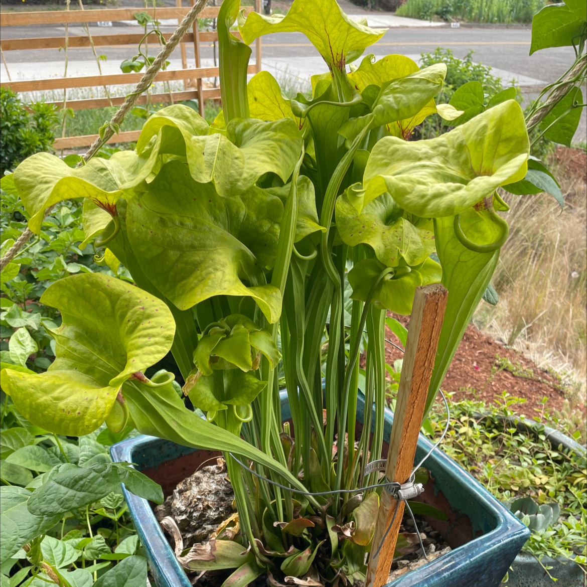 Yellow Pitcher Plant in a blue pot with vibrant green leaves, set in a garden area.