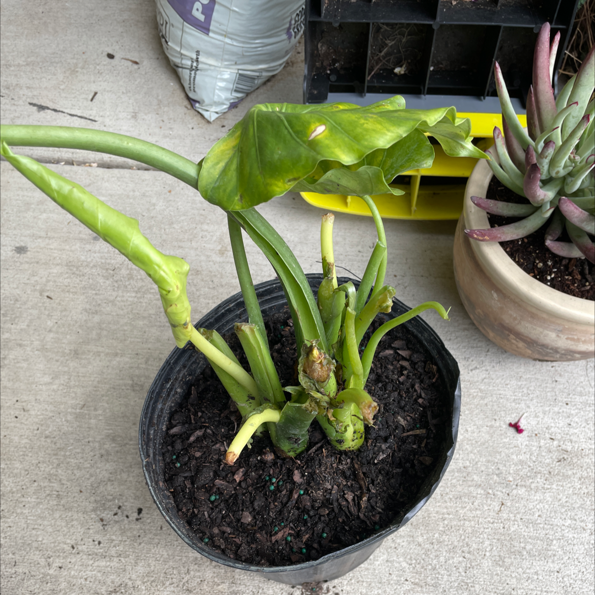 Alocasia gagaena 'California' plant with yellowing and browning leaves in a pot.