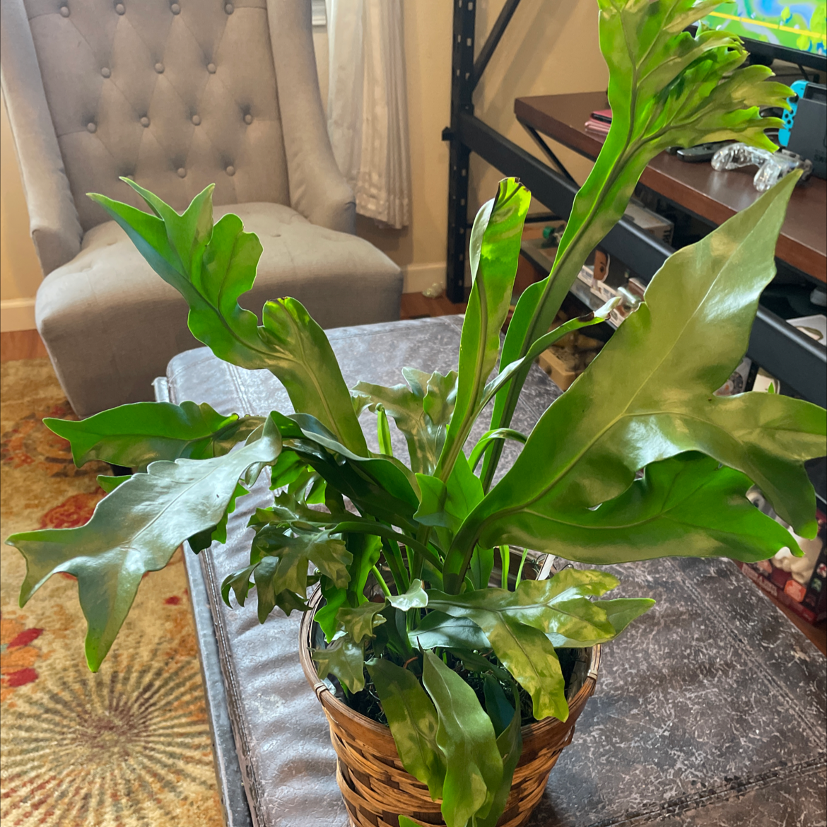 Healthy Chrissy Fern in a woven basket with vibrant green leaves, indoor setting.
