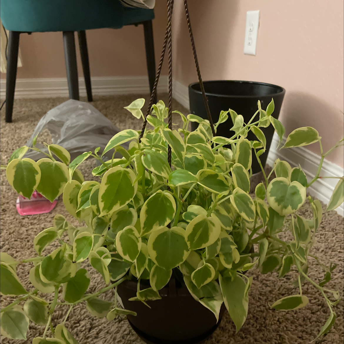 A healthy vining peperomia plant with lush green heart-shaped leaves trailing over the sides of a black plastic pot.