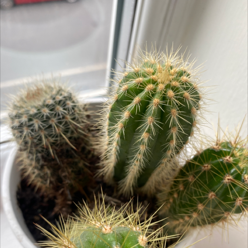 Photo of the plant species Candleholder Cactus by Stephanie named Cassandra, Kevin, Phyllis & Carl on Greg, the plant care app