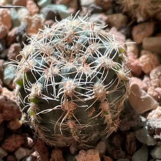 Dwarf Chin Cactus plant in Somewhere on Earth
