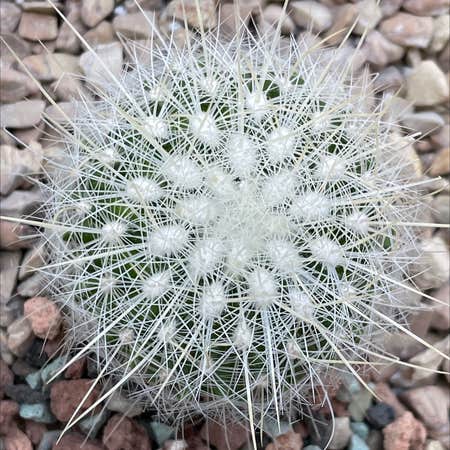 Photo of the plant species Thelocactus macdowellii by Jerry named Thelocactus macdowellii on Greg, the plant care app