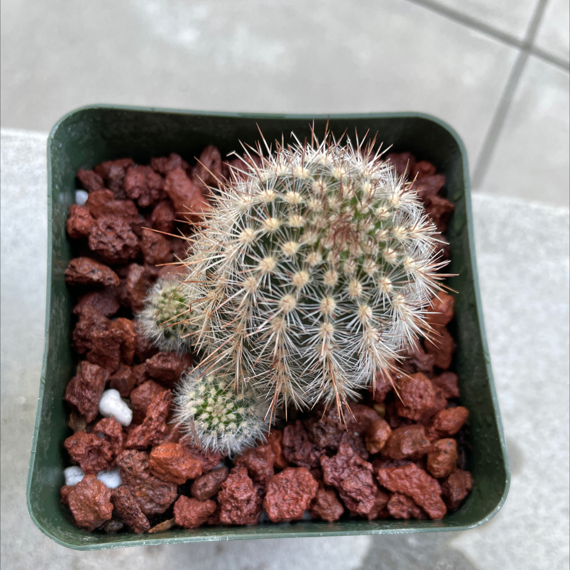 Photo of the plant species Echinocereus laui by Jerry named Echinocereus Laui on Greg, the plant care app