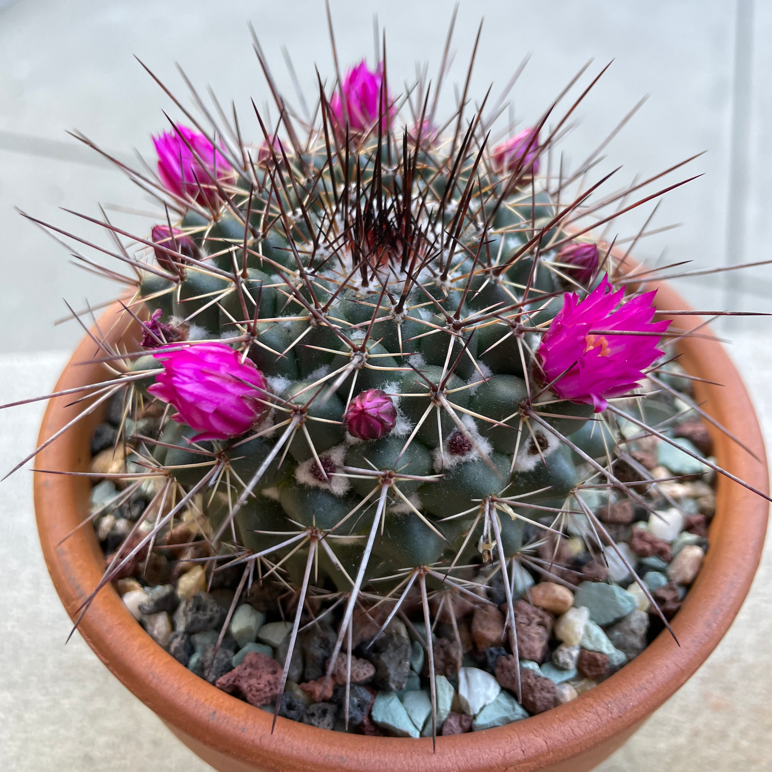 Photo of the plant species Mammillaria Melanocentra by Jerry named Mammillaria hertrichiana on Greg, the plant care app