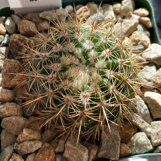 Notocactus roseoluteus plant in Somewhere on Earth