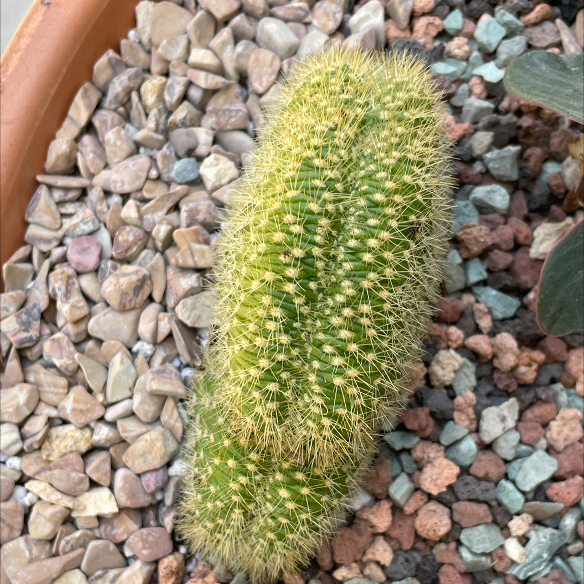 Photo of the plant species Trichocereus huascha cristata by Jerry named Trichocereus huascha cristata on Greg, the plant care app