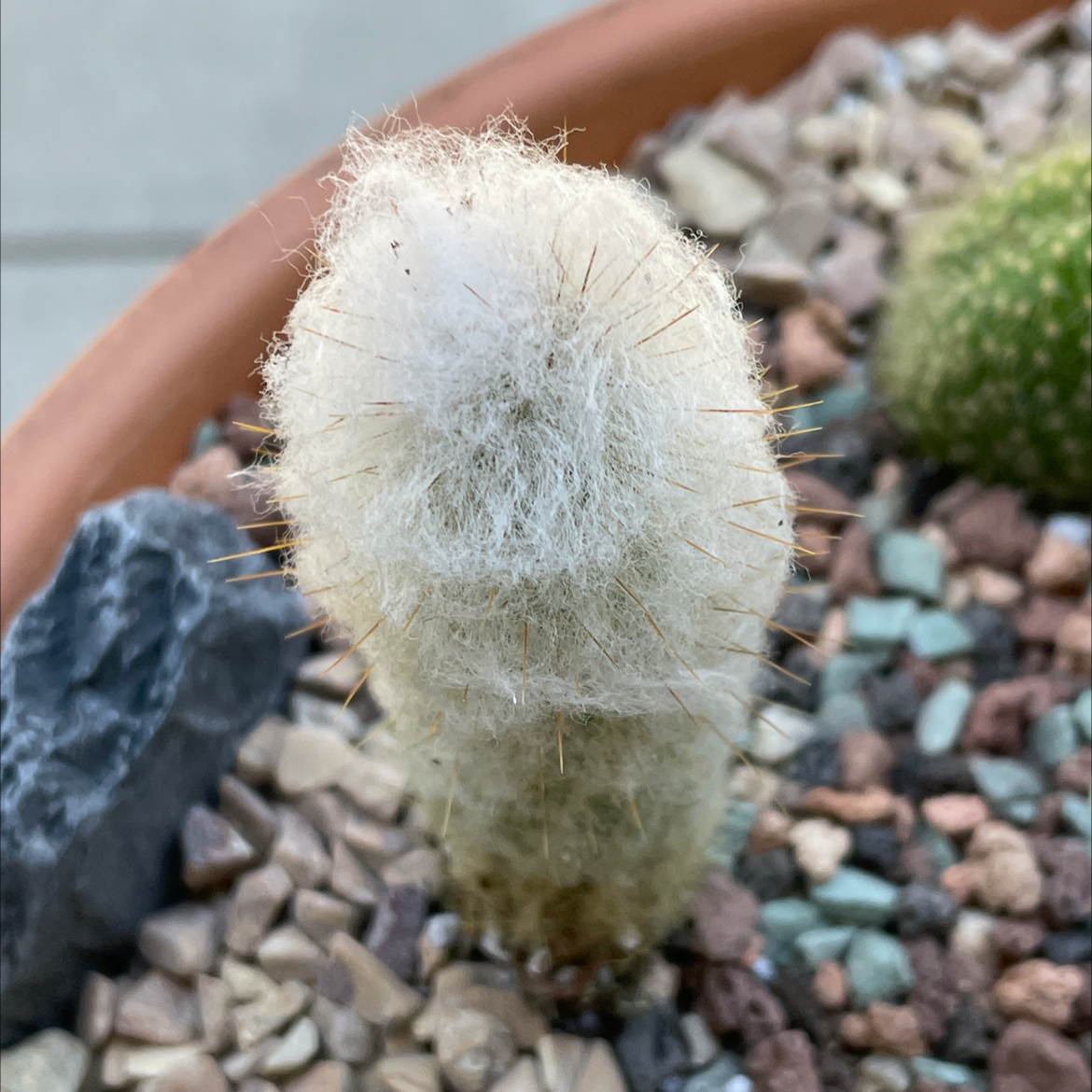 Peruvian Old Man Cactus in a pot with rocky soil, showing white hair-like spines.