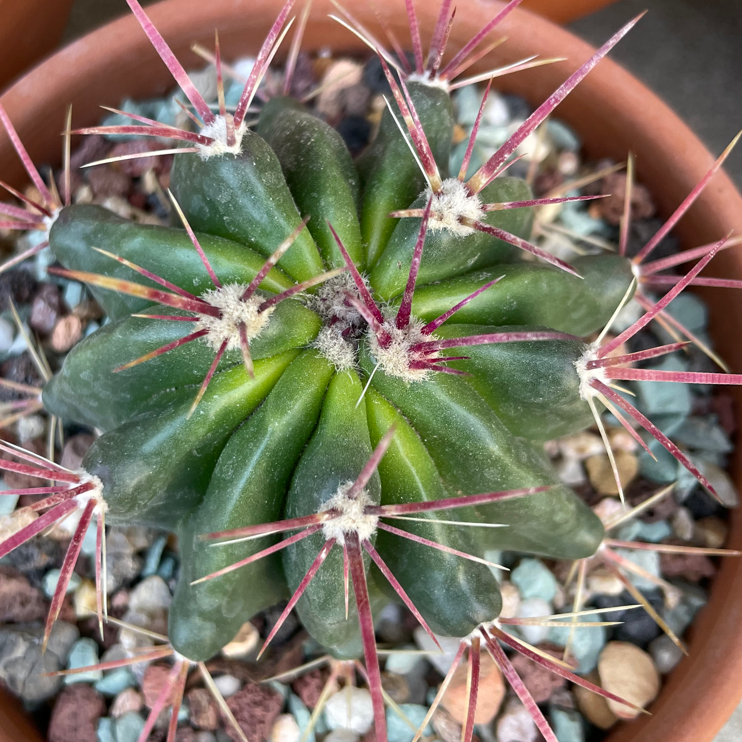Texas Barrel Cactus in a pot with visible soil and rocks, appearing healthy.