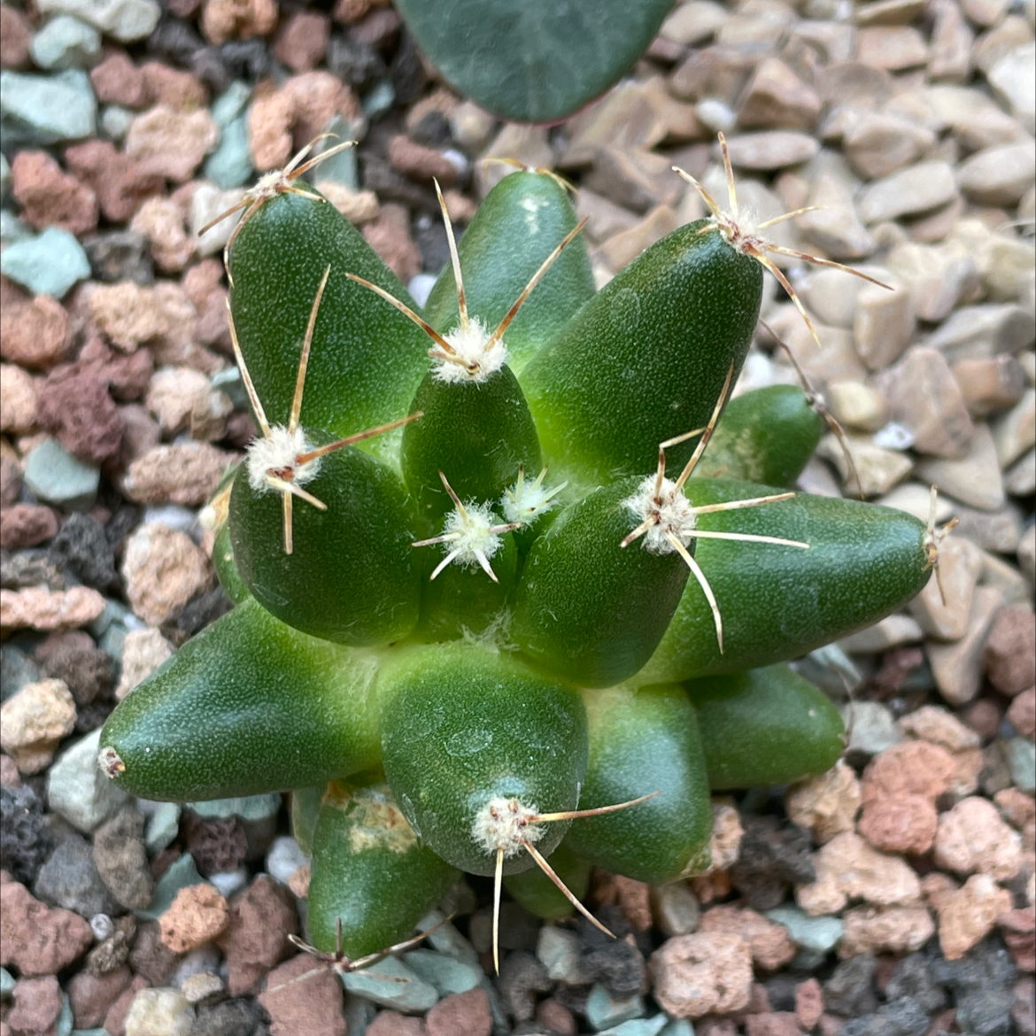 Photo of the plant species Finger Cactus by Jerry named Mammillaria longimamma on Greg, the plant care app