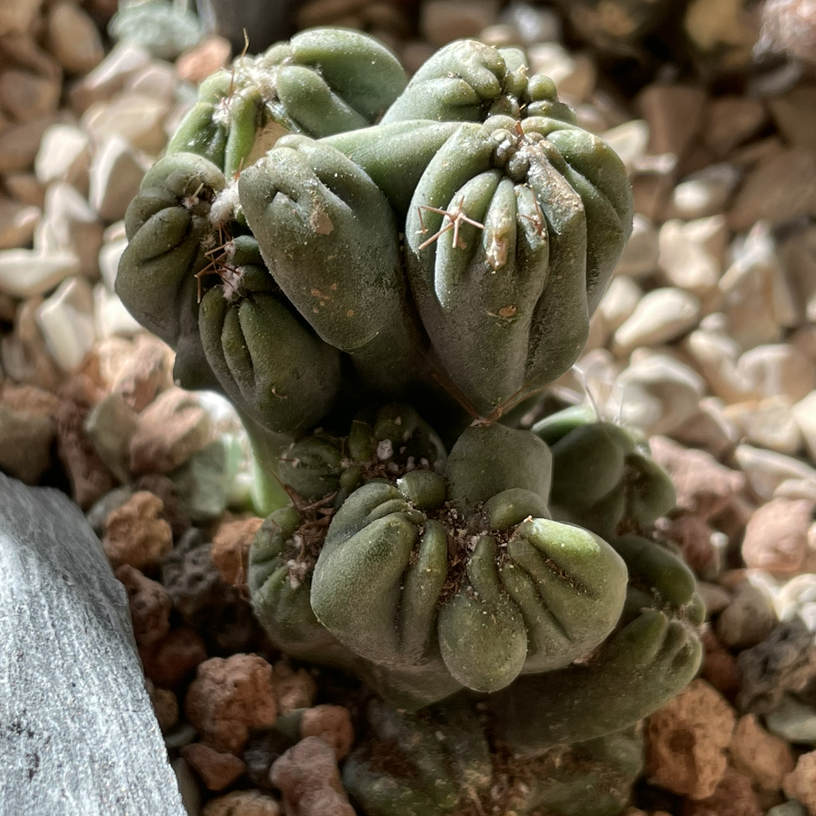 Photo of the plant species Ming Thing Cactus by Jerry named Cereus Forbesii monstrose on Greg, the plant care app