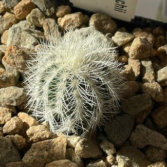 Lace Hedgehog Cactus plant in Somewhere on Earth