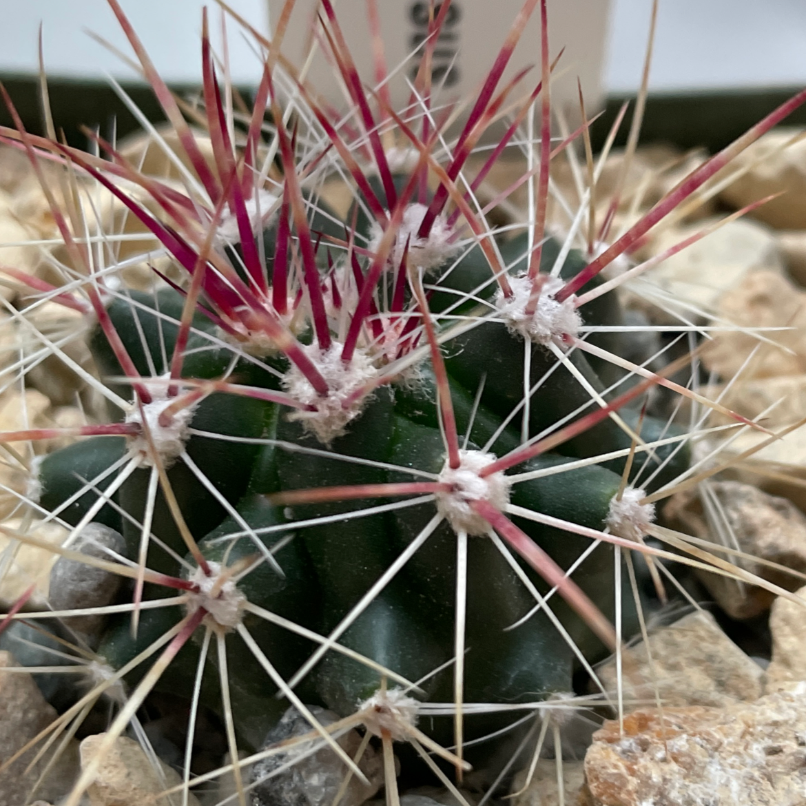 Photo of the plant species Texas Barrel Cactus by Jerry named Ferocactus Stainesii Pilosus on Greg, the plant care app