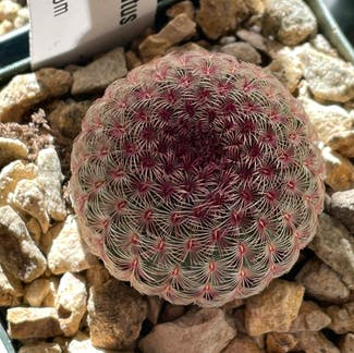 Weniger's hedgehog cactus plant in Somewhere on Earth