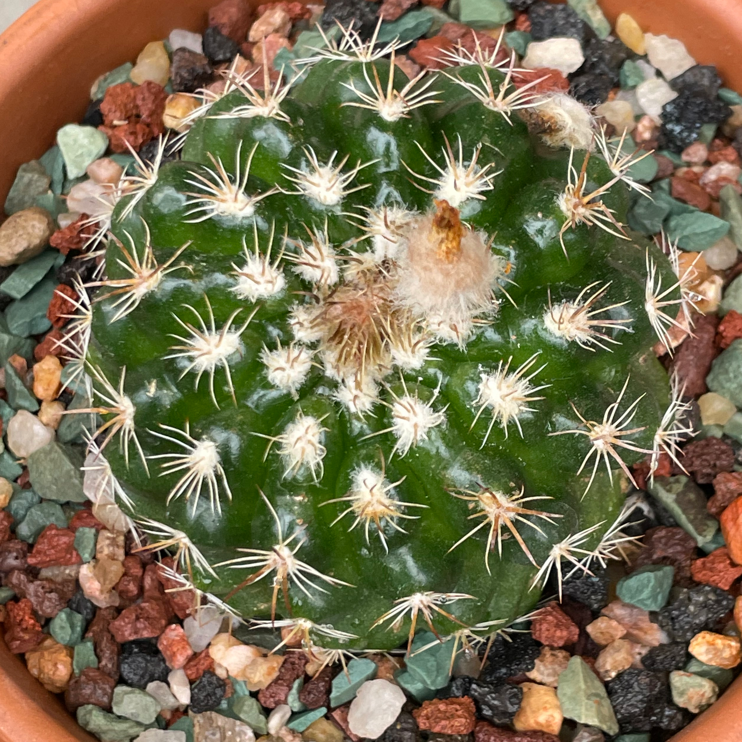Photo of the plant species Parodia mairanana by Jerry named Parodia mairanana on Greg, the plant care app