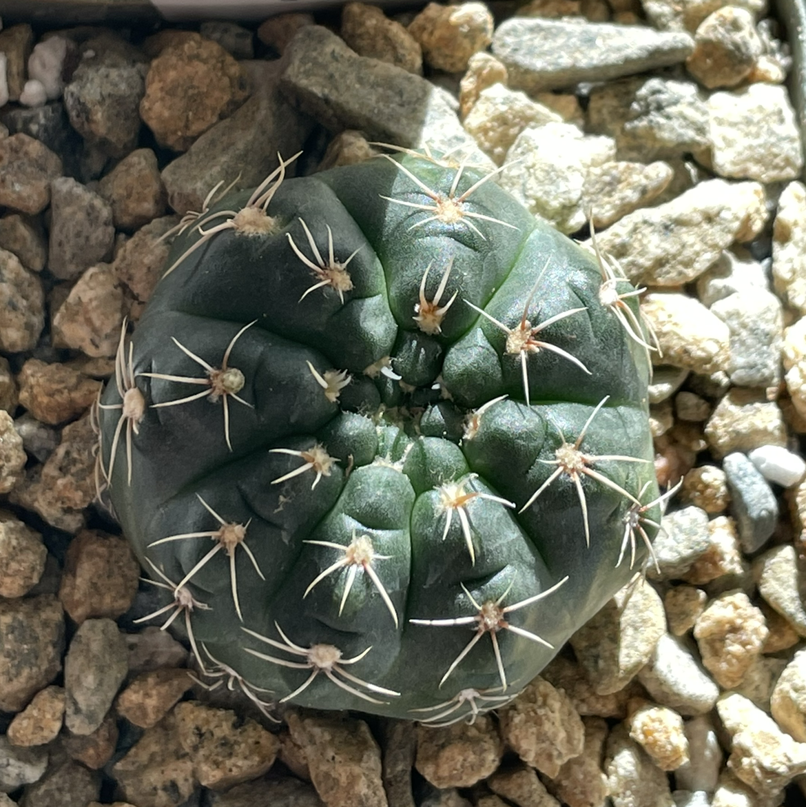 Turbinicarpus schmiedickeanus cactus with green body and spines, surrounded by rocky soil.