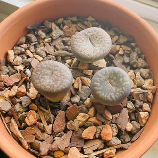 Rubra Lithops plant in Somewhere on Earth