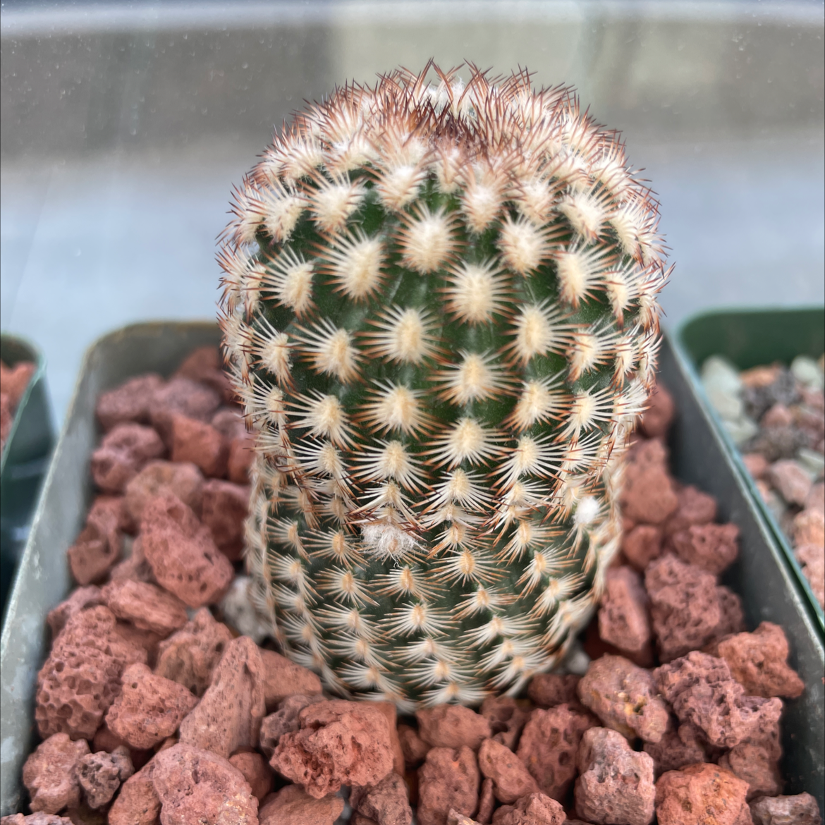 Photo of the plant species Lace Hedgehog Cactus by Jerry named Echinocereus reichenbachii minor on Greg, the plant care app