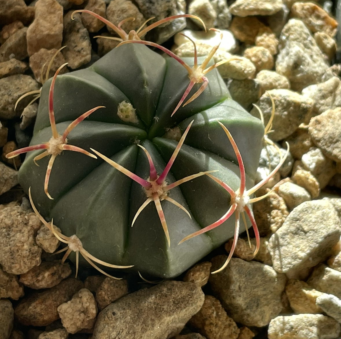 Photo of the plant species Devil's Pincushion by Jerry named Ferocactus macrodiscus on Greg, the plant care app