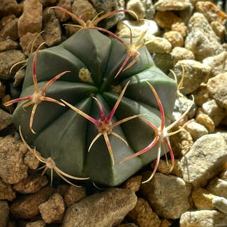 Devil's Pincushion plant in Somewhere on Earth