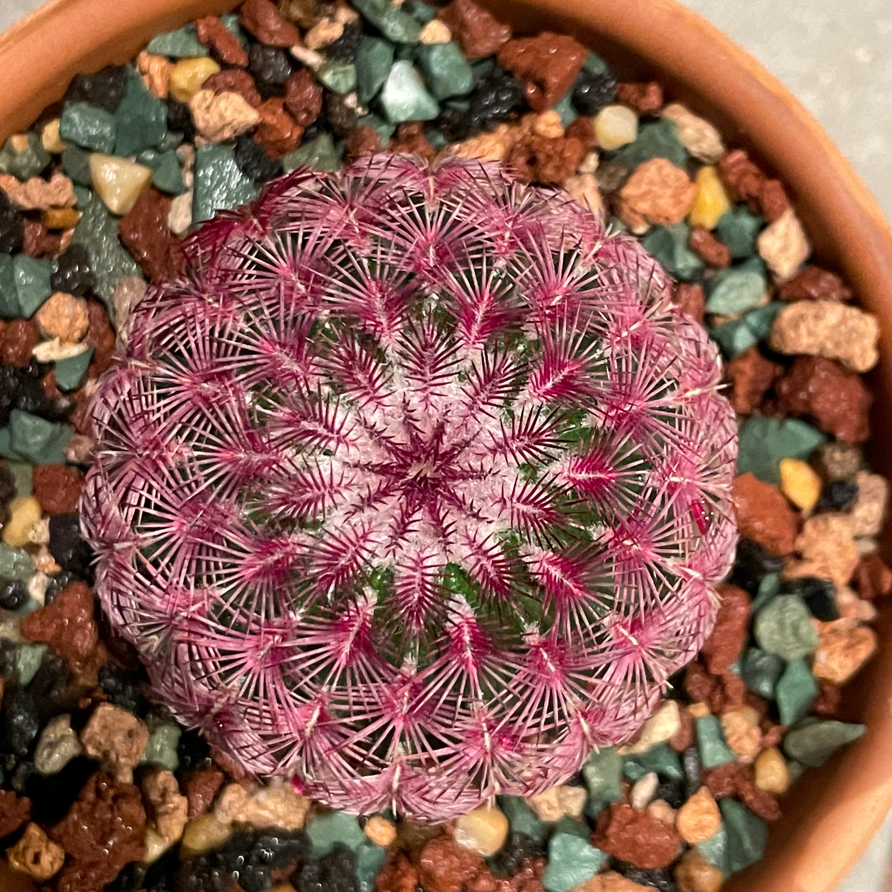 Top view of a healthy Arizona Rainbow Cactus in a pot with colorful gravel.
