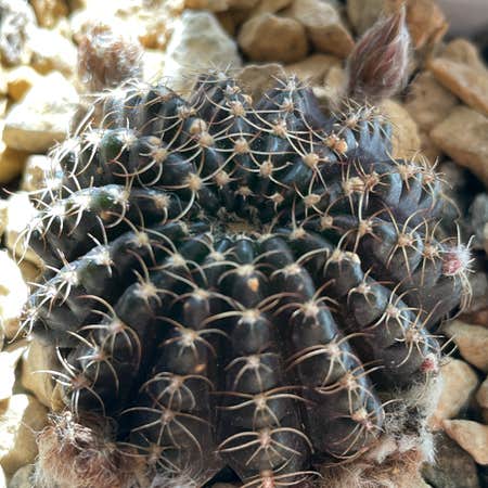 Photo of the plant species Echinopsis arachnacantha by Jerry named Lobivia Arachnacantha on Greg, the plant care app