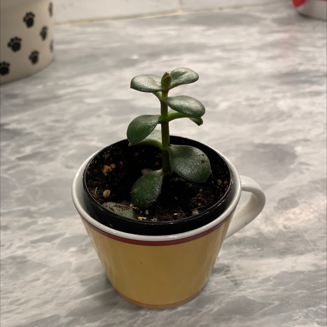 Lucky Plant plant photo by B named Dolly on Greg, the plant care app.