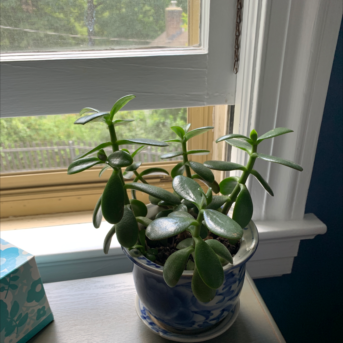 Lucky Plant plant photo by B named Bella on Greg, the plant care app.