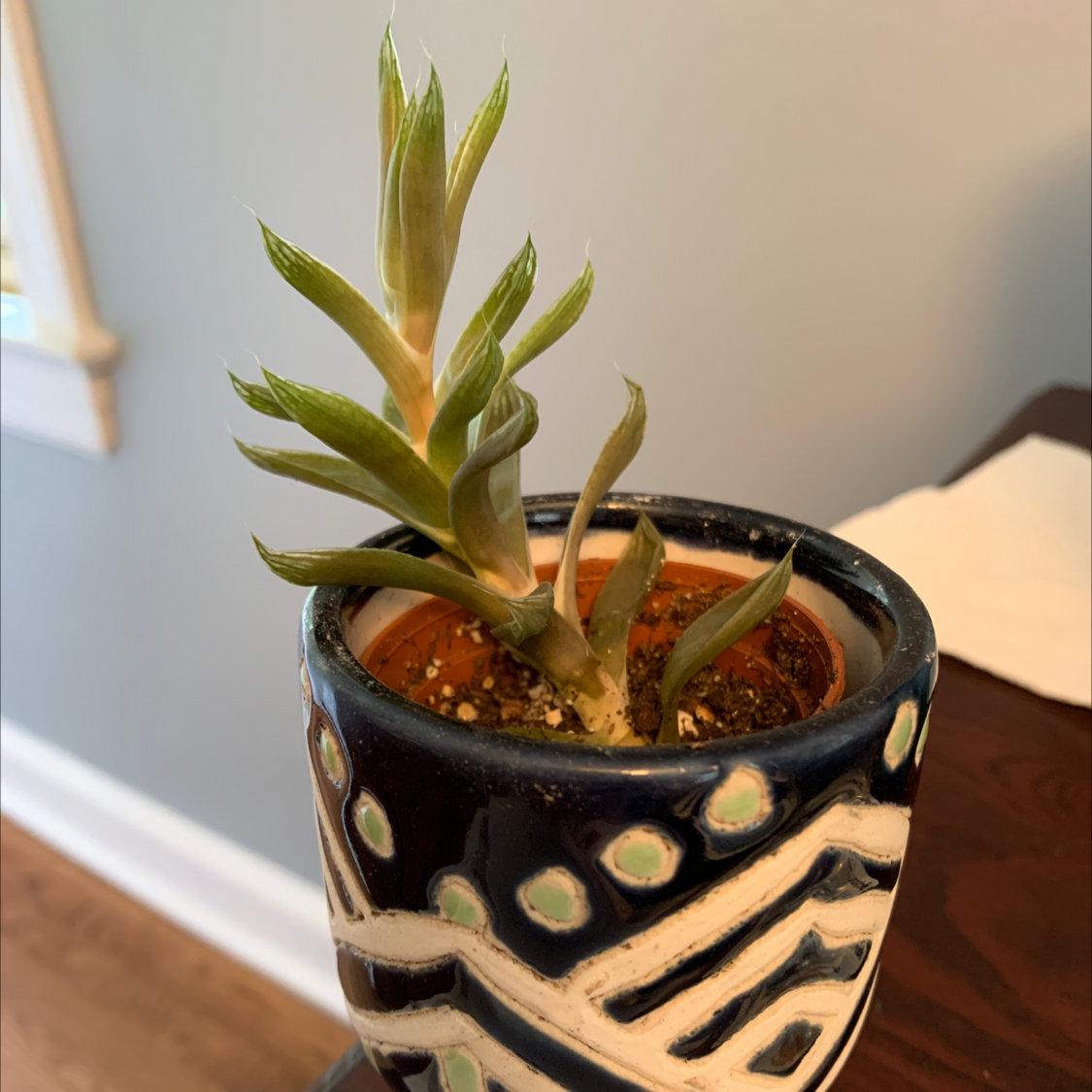 Aloe Aristata plant photo by B named Casper on Greg, the plant care app.