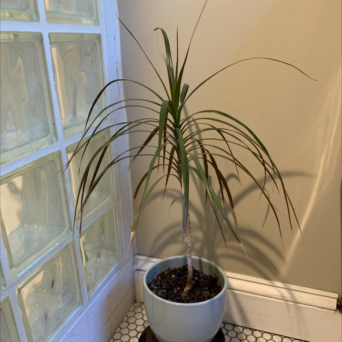 Dragon Tree plant photo by B named Hanna on Greg, the plant care app.