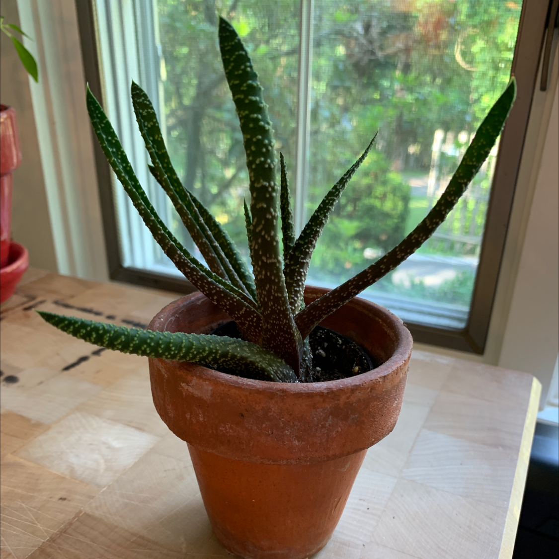 Bredasdorp Gasteria plant photo by B named Spike on Greg, the plant care app.