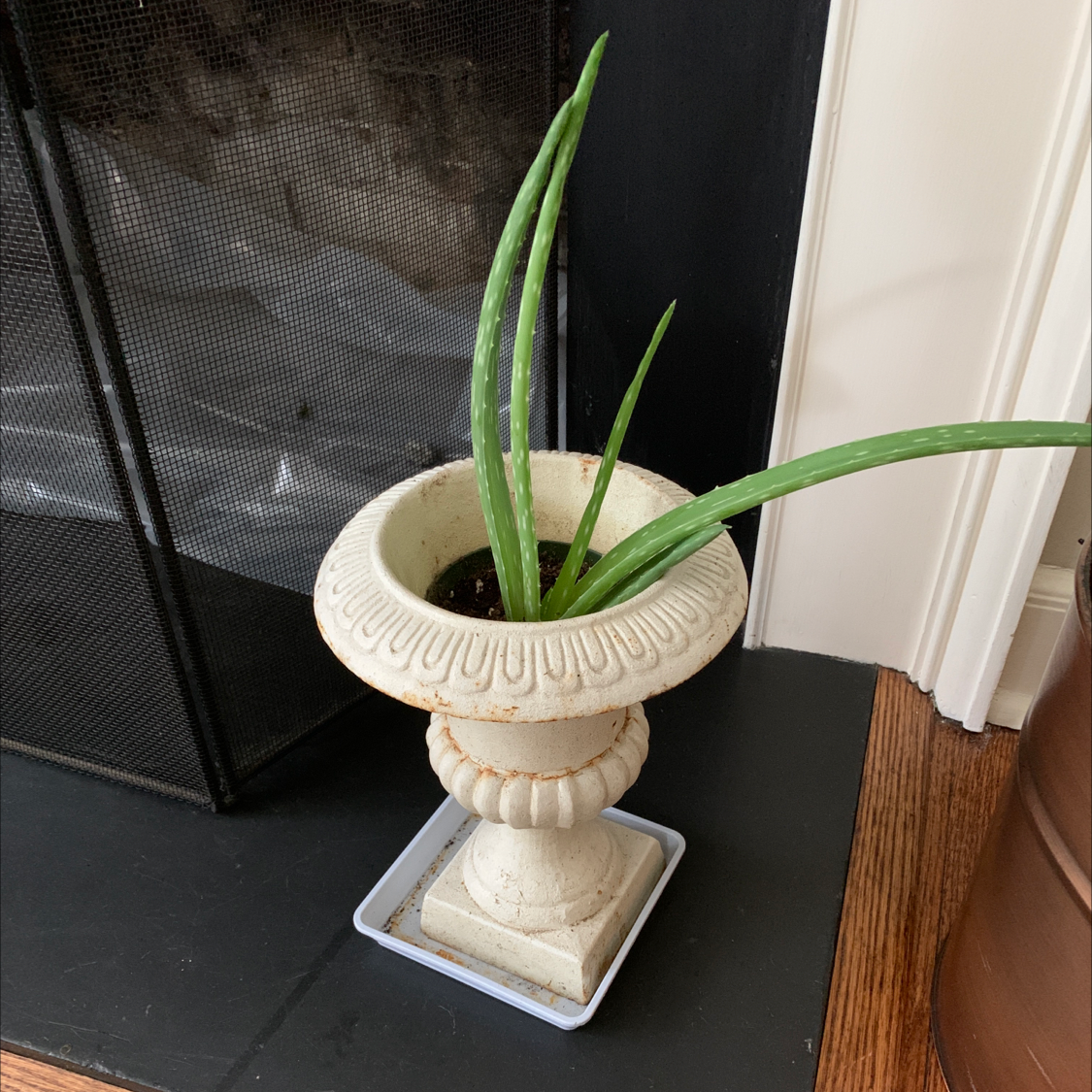 Aloe vera plant photo by B named Ariel on Greg, the plant care app.