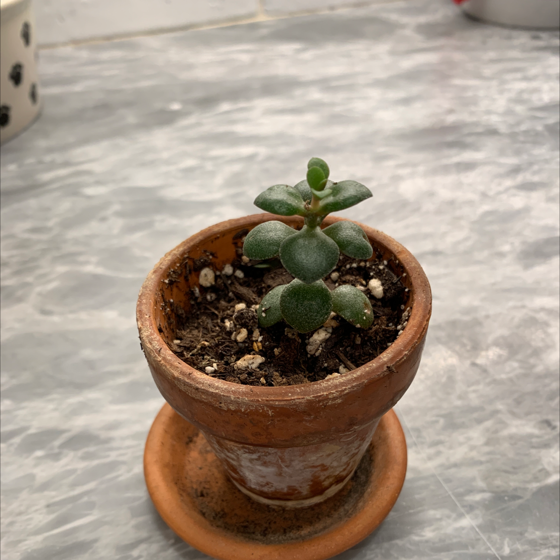 Lucky Plant plant photo by B named Jay on Greg, the plant care app.
