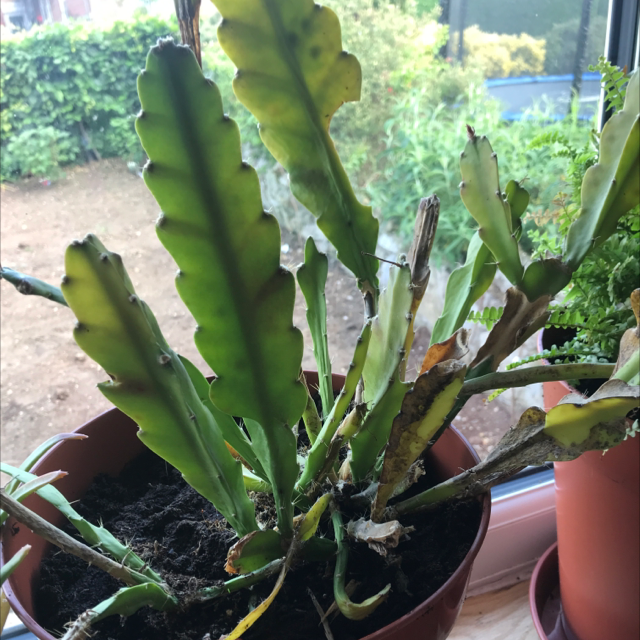 Dutchman's Pipe Cactus plant photo by @LVL500 named Klaas on Greg, the plant care app.