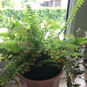 Boston Fern plant photo by Lvl500 named Fern Cotton on Greg, the plant care app.