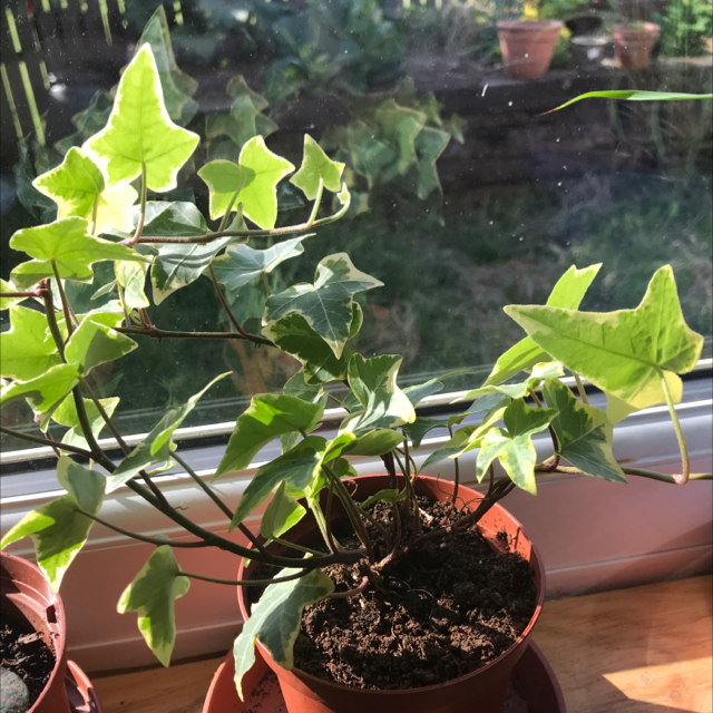 English Ivy plant photo by @LVL500 named Ivy on Greg, the plant care app.