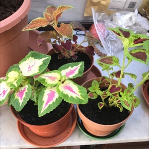 Coleus plant photo by Lvl500 named Three Amigos on Greg, the plant care app.